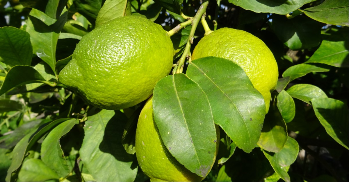  Tre limoni naturali di www.giardinolimoni.it