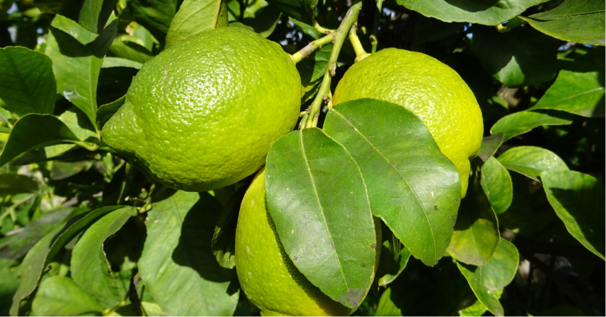Tre limoni del Giardino