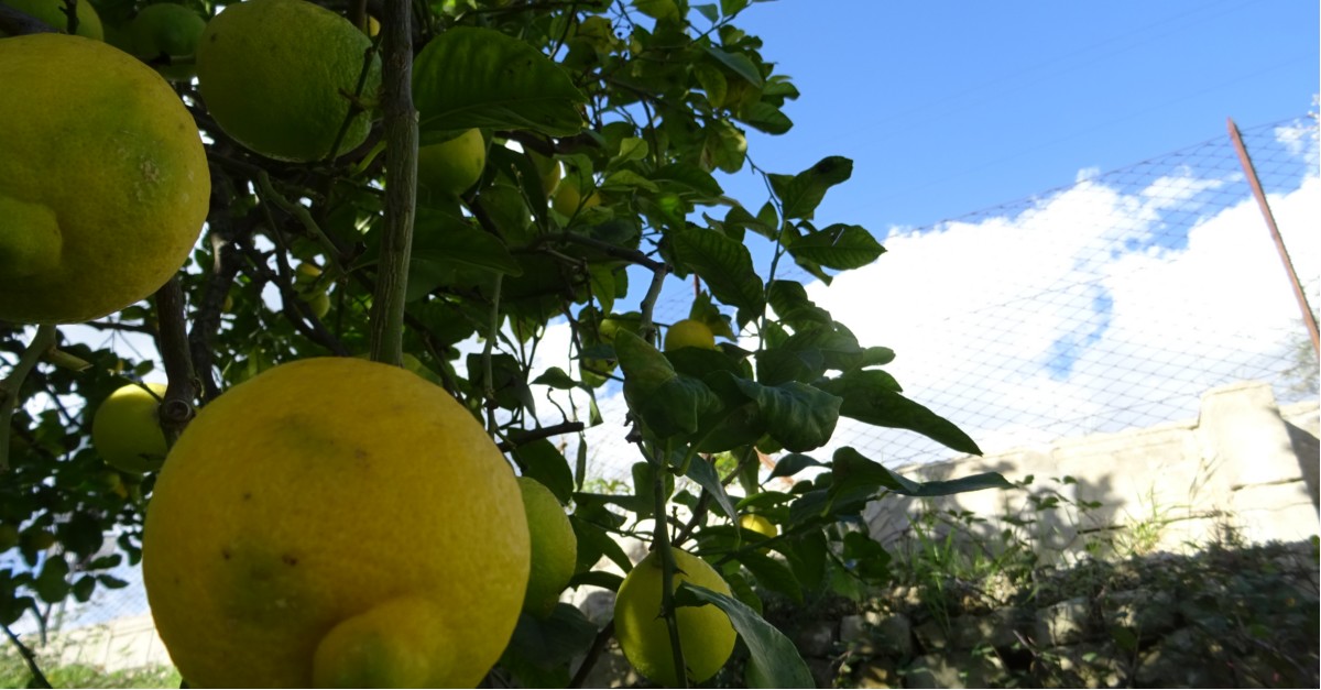  Limoni e foglie