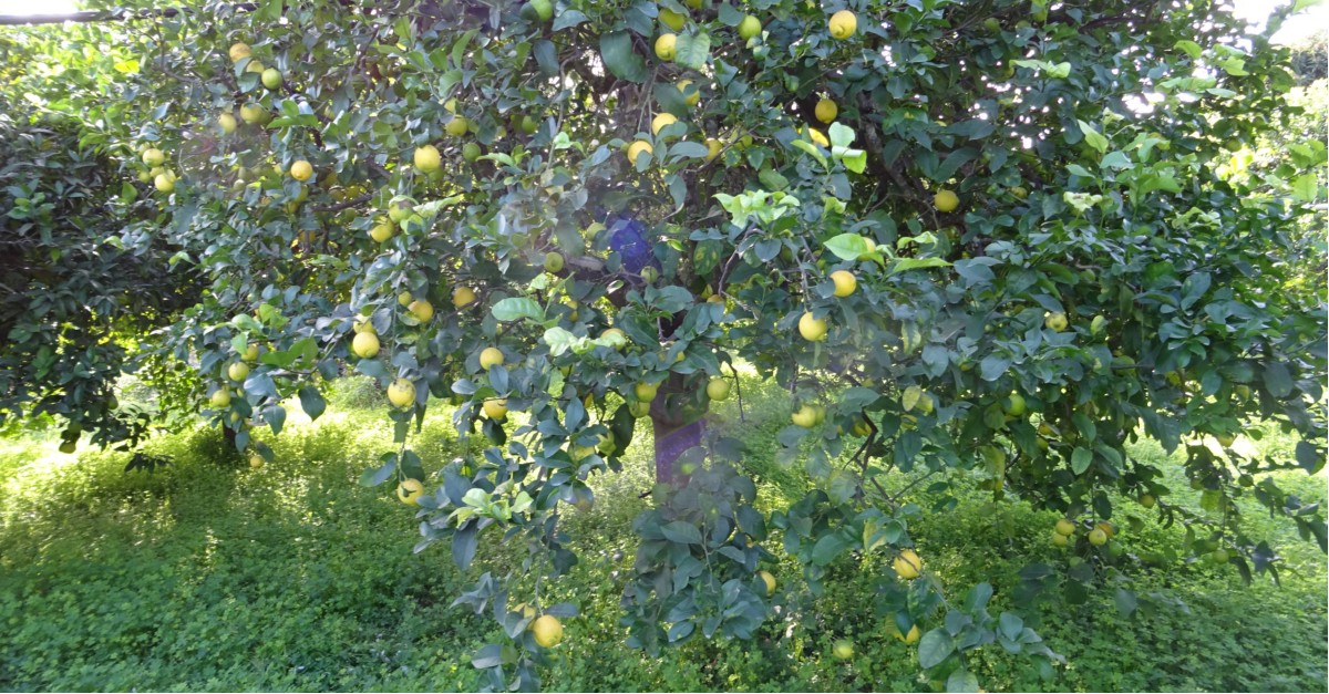  Albero, rami e Limoni