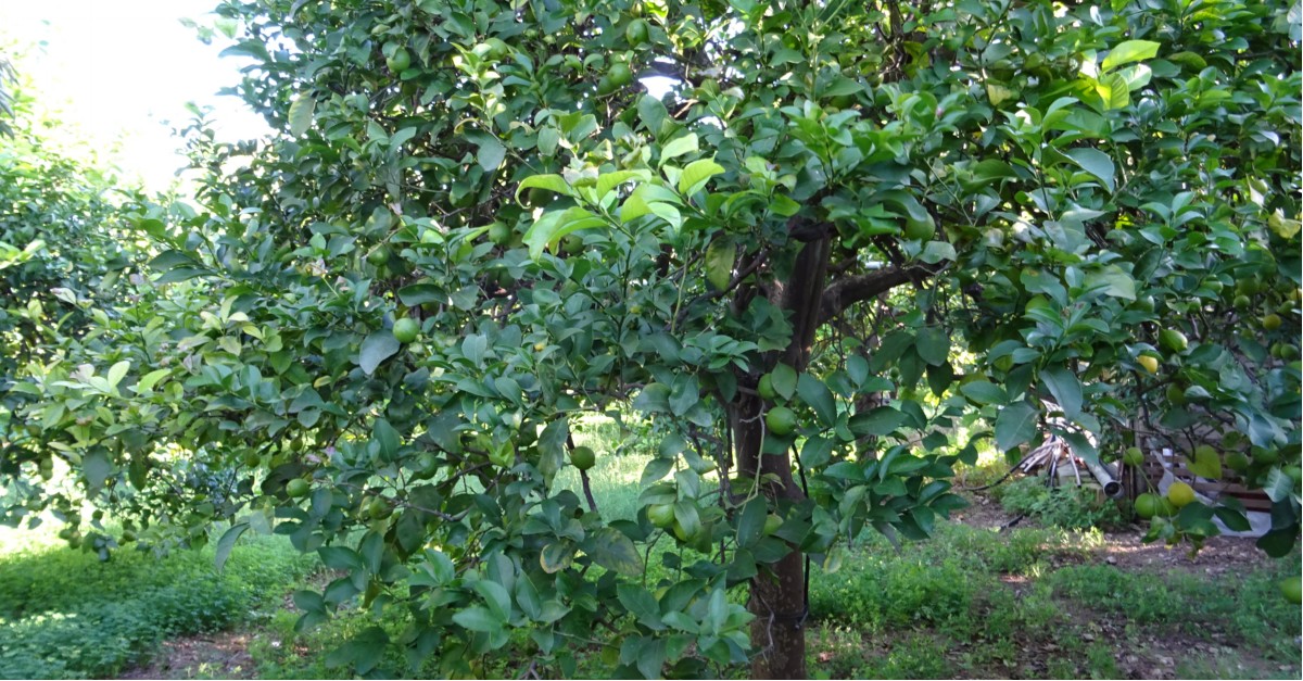  Albero di limoni